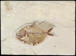 Cretaceous Fossil Fish (Pharmacicnthys) - Lebanon #48525-1